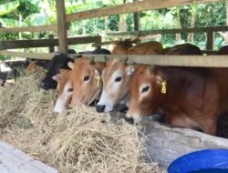 Kepala Desa Ciranjang Diduga Korupsi Dana Ketahanan Pangan 2022, 234 SC DPC Cianjur Meminta Kejaksaan Turun Untuk Memeriksa